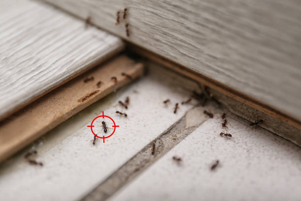 Best Termite Control Services  in Pine Level, AL