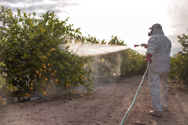 Wasp Removal Services in Pine Level, AL